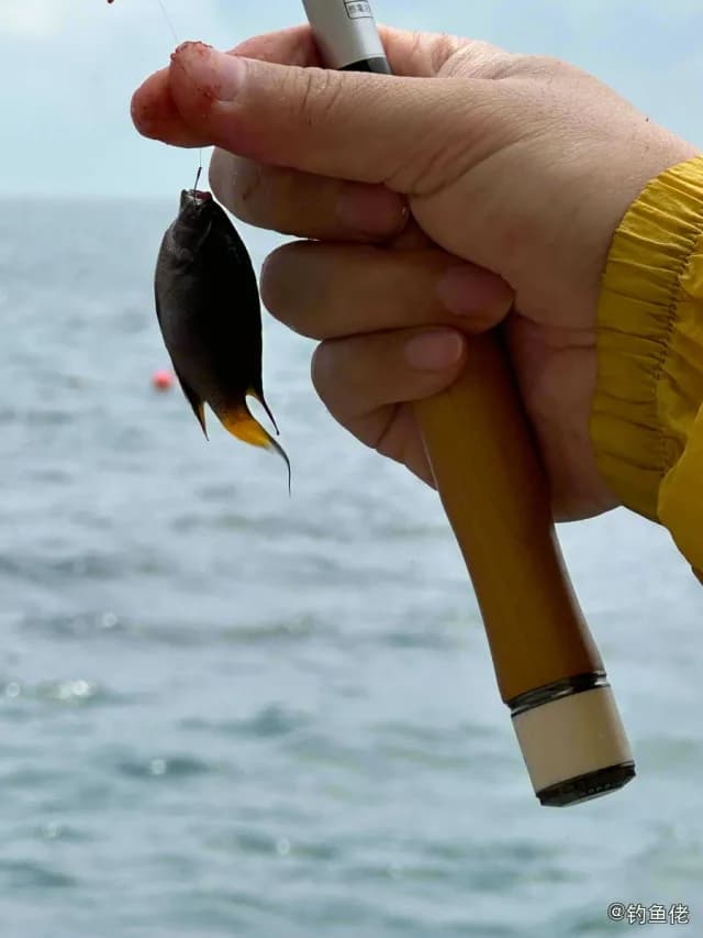黄尾新雀鲷钓获 深圳市 0.8kg