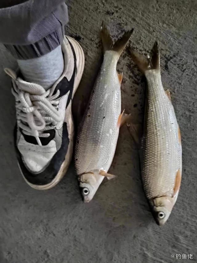 黄尾新雀鲷钓获 益阳市 0.5kg