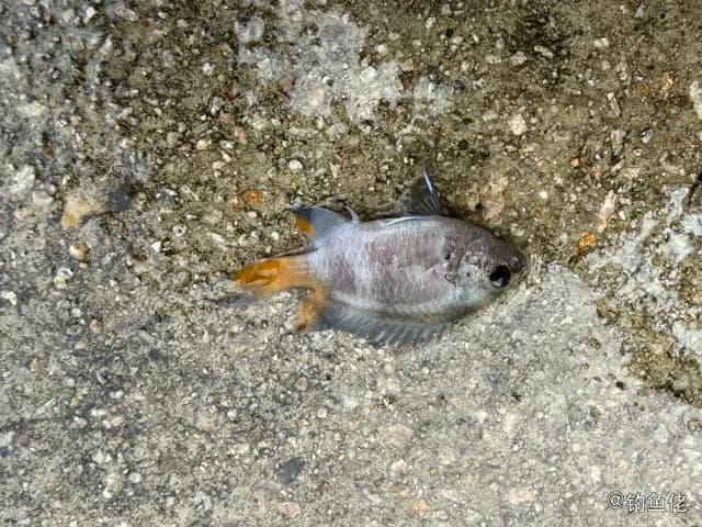 黄尾新雀鲷钓获 香港特别行政区 0.1kg
