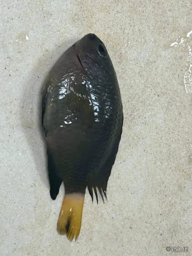 黄尾新雀鲷钓获 海口市 0.8kg