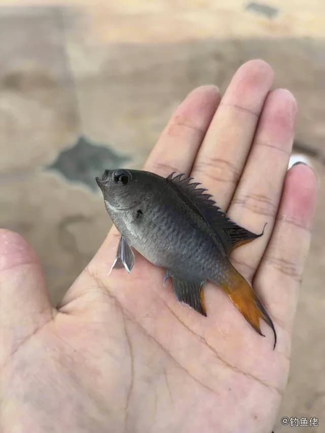 黄尾新雀鲷钓获 北海市 0.8kg