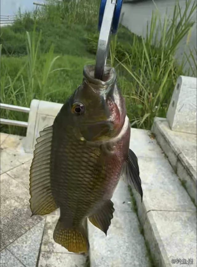 吉利非鲫钓获 海南省 0.3kg