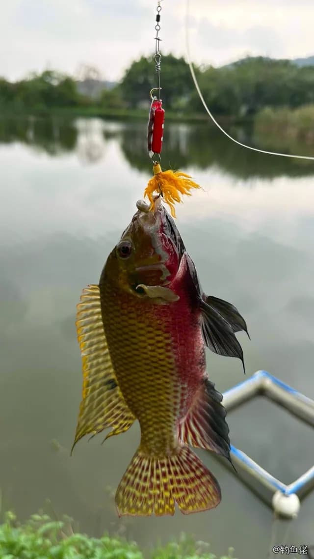 吉利非鲫钓获 广州市 0.2kg