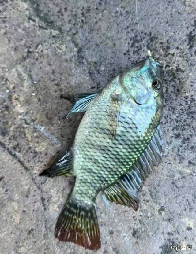 吉利非鲫钓获 衡水市 2kg