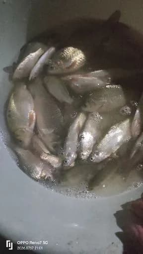 棘头梅童鱼钓获 合肥市 0.01kg