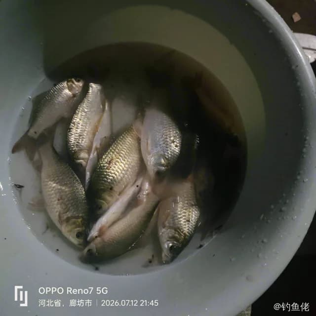 棘头梅童鱼钓获 廊坊市 0.01kg