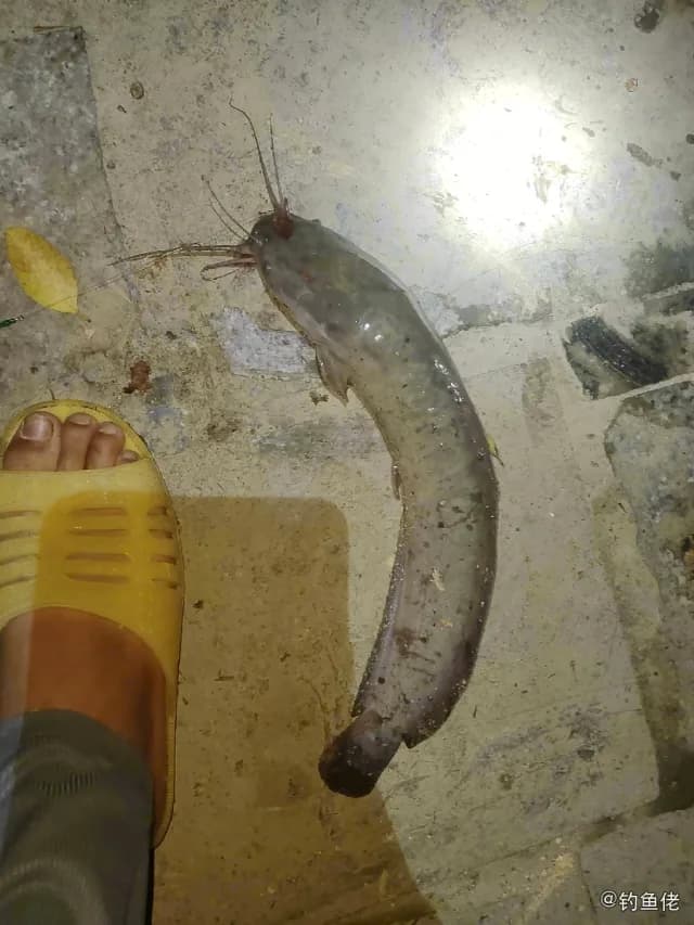 尖齿胡鲶钓获 百色市 0.7kg