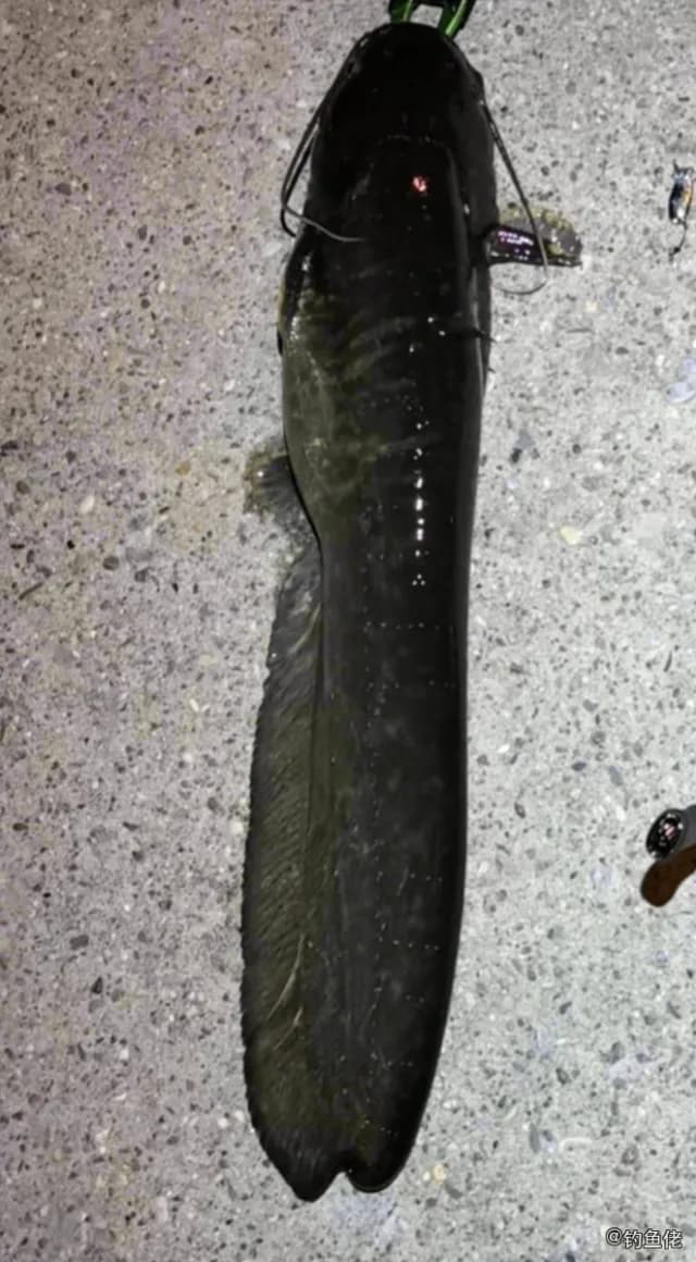 尖齿胡鲶钓获 北京市 0.7kg