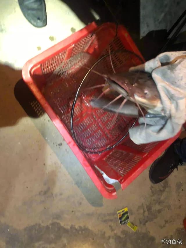 尖齿胡鲶钓获 江门市 6.3kg