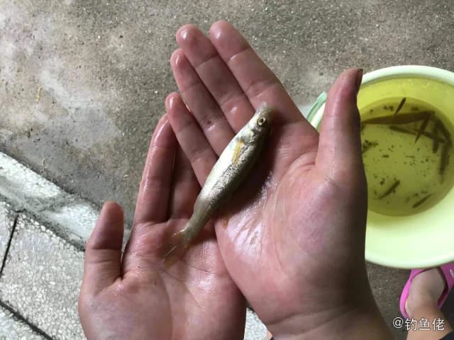 尖头大吻鱥钓获 承德市 0.1kg