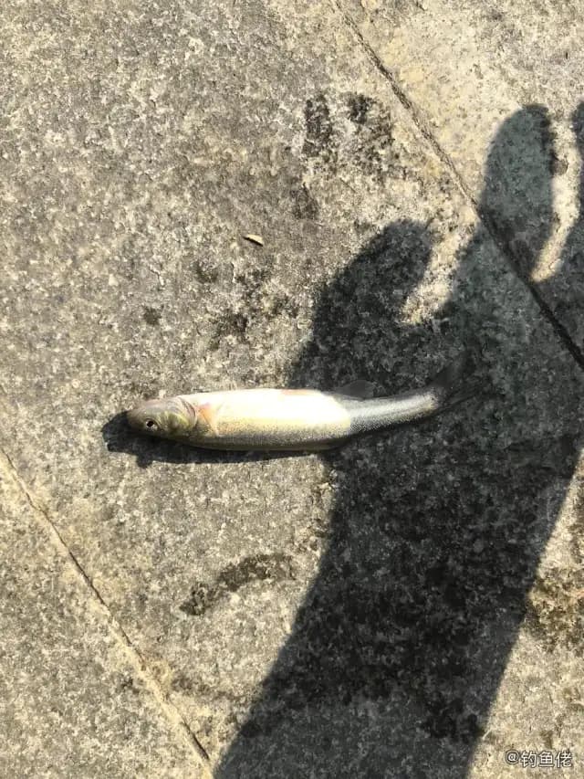 尖头大吻鱥钓获 上海市 0.3kg
