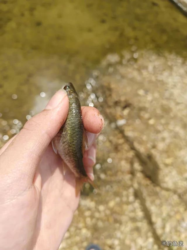 尖头大吻鱥钓获 湛江市 0.1kg