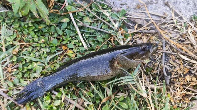 尖头塘鳢钓获 台州市 0.03kg