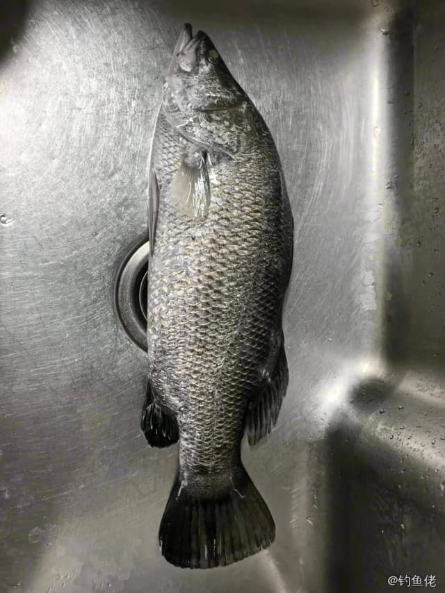 尖吻鲈钓获 北京市 6kg