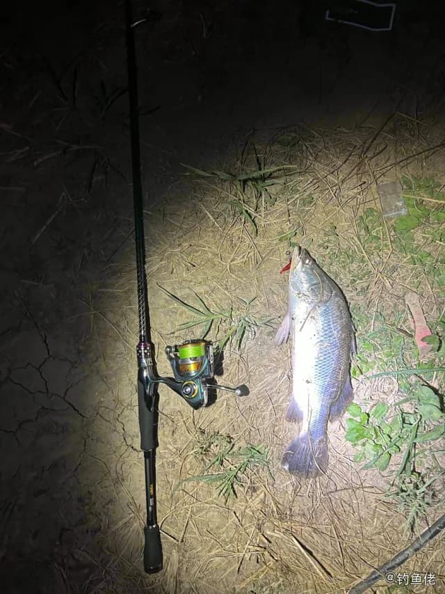 尖吻鲈钓获 宁波市 1.2kg