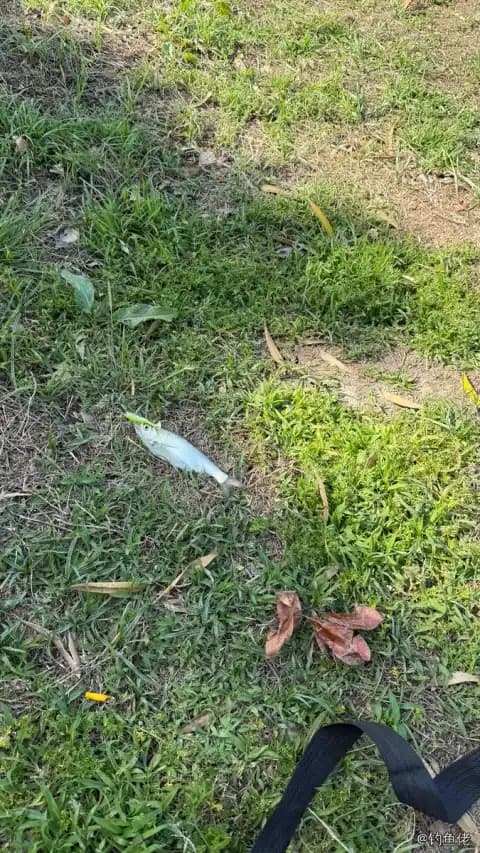 尖吻鲈钓获 上海市 6kg