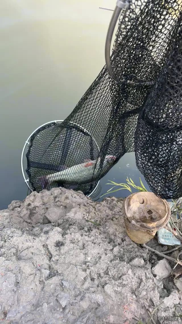 尖吻鲈钓获 温州市 0.8kg