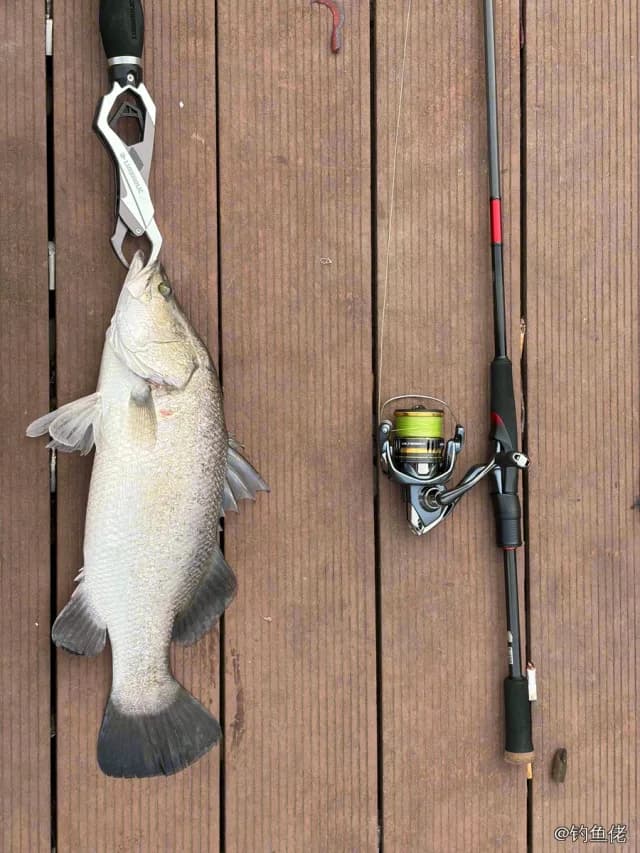 尖吻鲈钓获 上海市 6kg