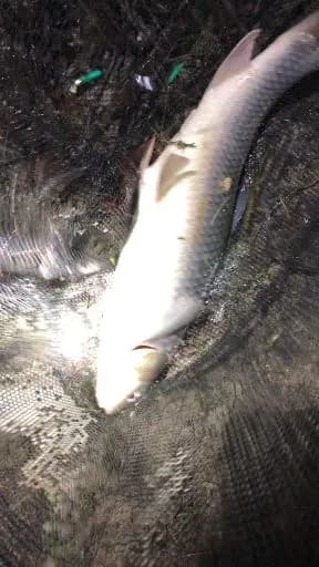 铰口鲨钓获 郴州市 11kg