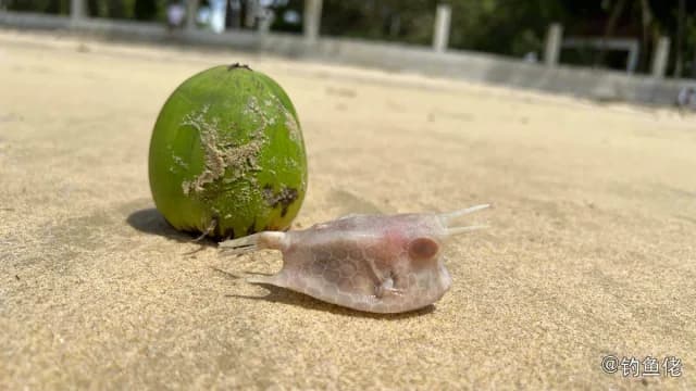 角箱鲀钓获 海南省 0.8kg