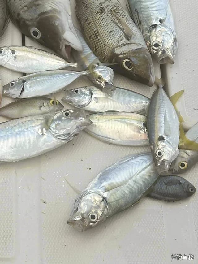 金带细鲹钓获 三亚市 0.08kg
