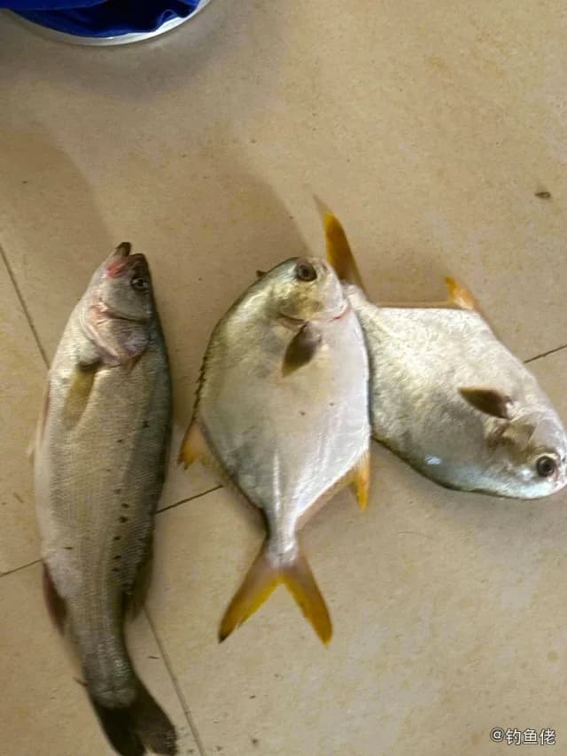 金带细鲹钓获 北海市 0.5kg