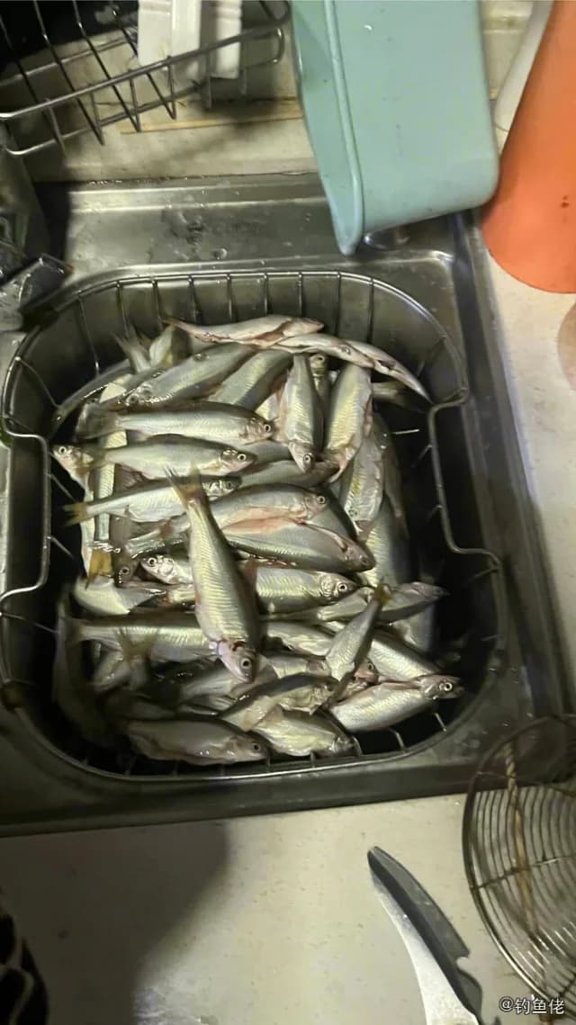 金色小沙丁鱼钓获 杭州市 0.1kg
