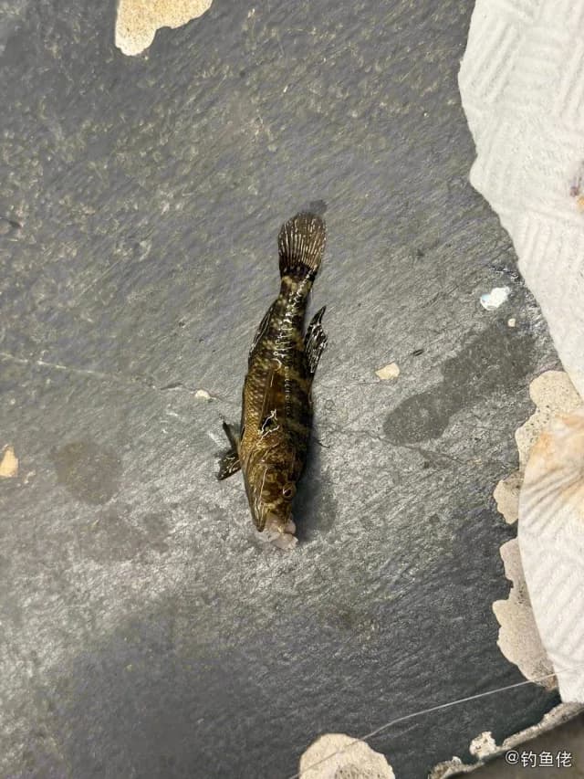 锯脊塘鳢钓获 深圳市 0.24kg