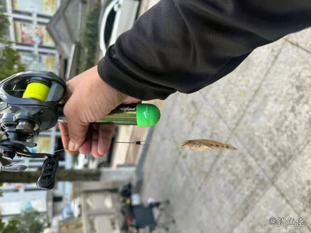 锯脊塘鳢钓获 江门市 0.1kg