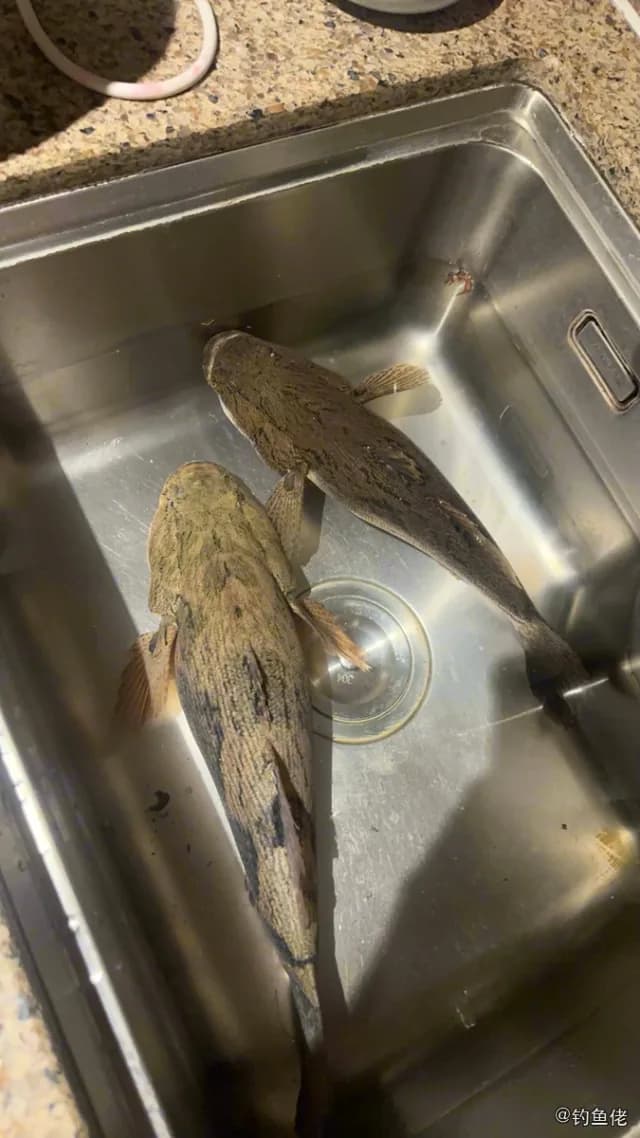 锯脊塘鳢钓获 三亚市 1.2kg