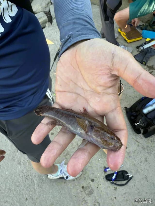 锯脊塘鳢钓获 江门市 0.1kg