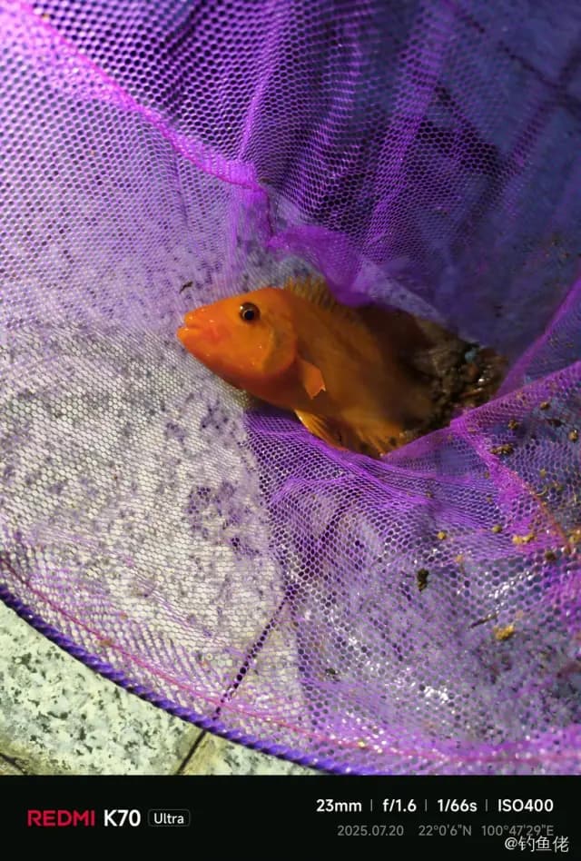 橘色双冠丽鱼钓获 西双版纳傣族自治州 0.3kg