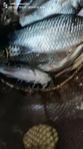 康氏马鲛钓获 廊坊市 7kg