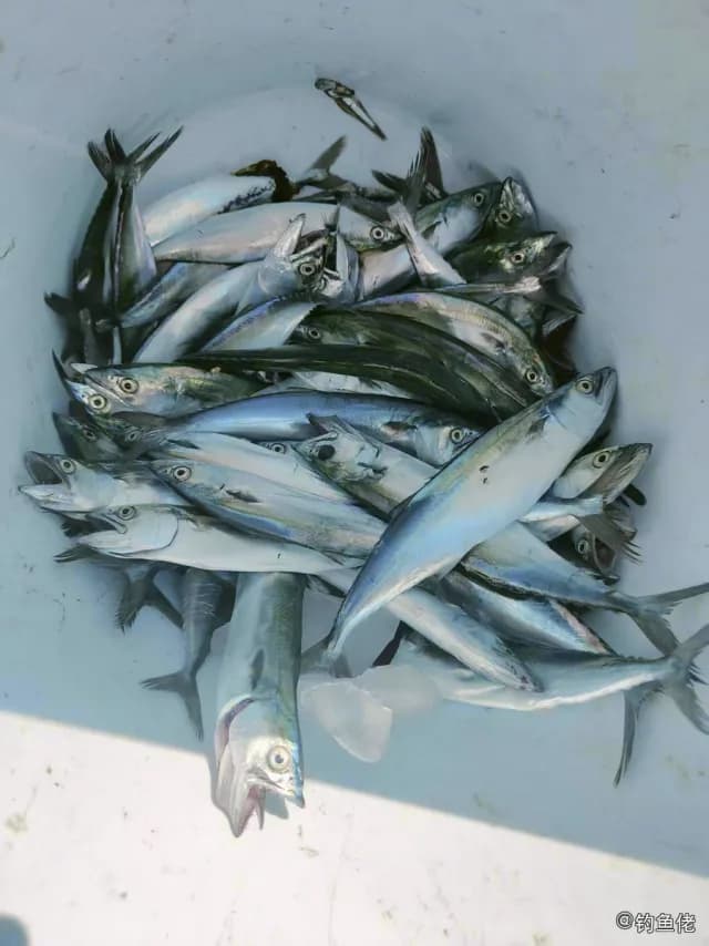 康氏马鲛钓获 烟台市 0.1kg