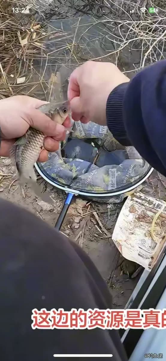 康氏马鲛钓获 合肥市 0.3kg