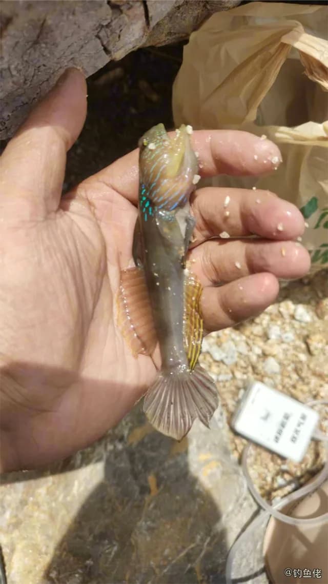 孔雀丝虾虎鱼钓获 杭州市 0.01kg