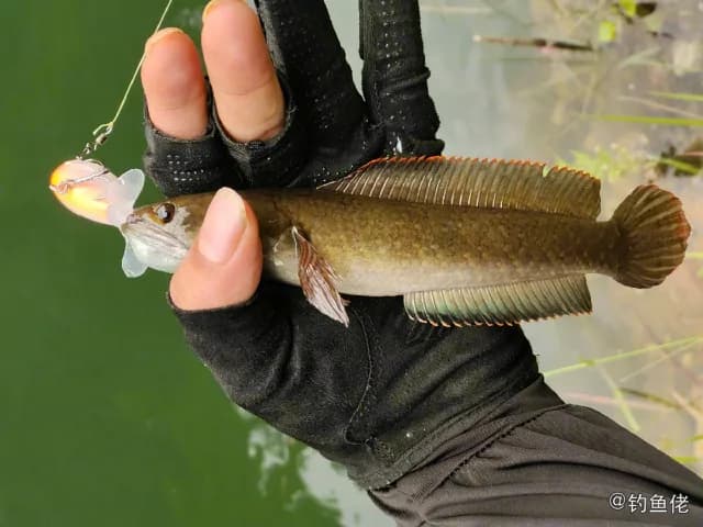 宽额鳢钓获 玉溪市 0.1kg