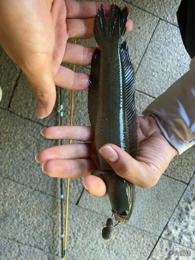 宽额鳢钓获 深圳市 0.24kg