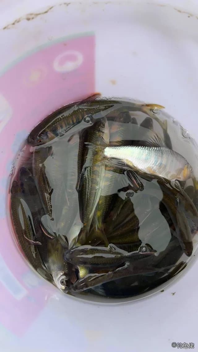 宽鳍鱲钓获 德阳市 0.02kg