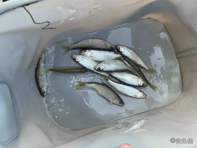 宽鳍鱲钓获 辽阳市 1kg