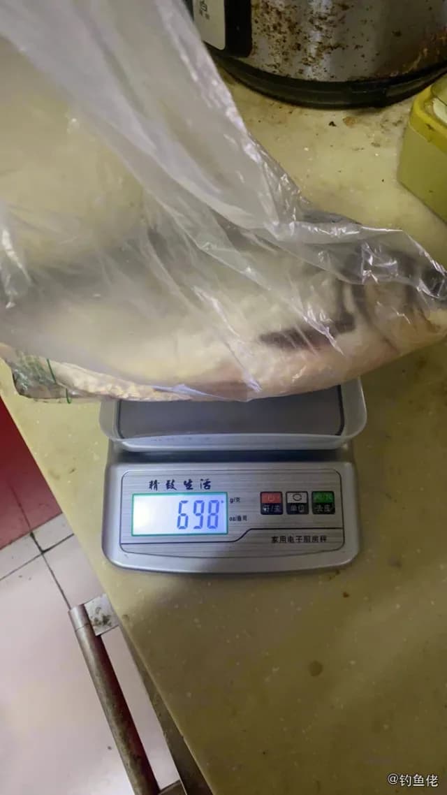 宽尾斜齿鲨钓获 盐城市 2kg
