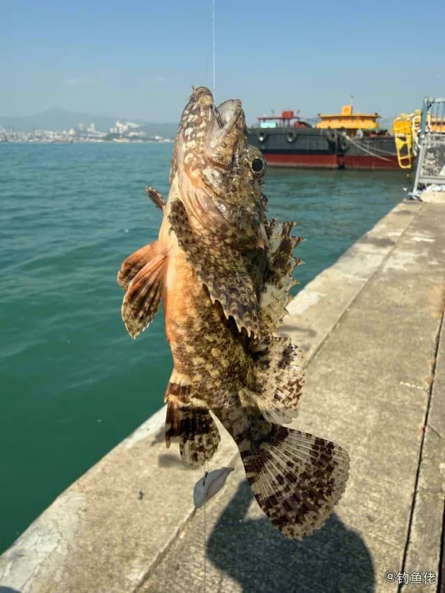 拉氏拟鲉钓获 香港特别行政区 0.2kg