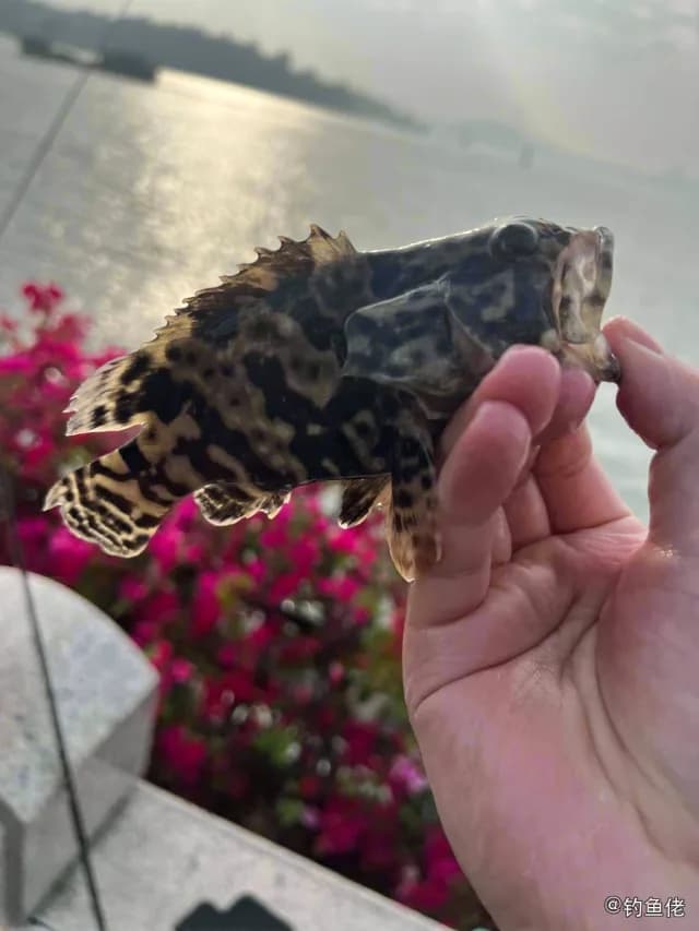 拉氏拟鲉钓获 厦门市 0.3kg