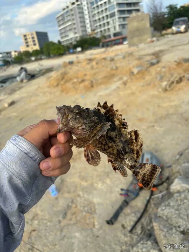 拉氏拟鲉钓获 惠州市 0.1kg
