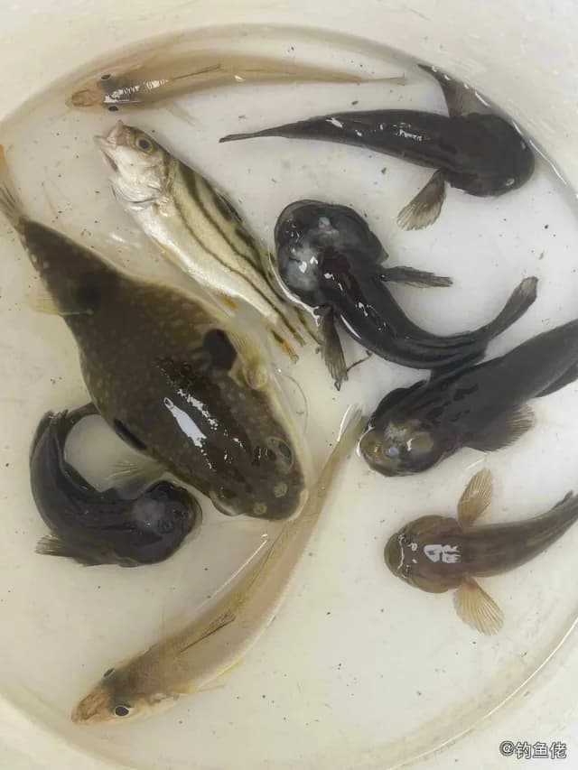 鯻鱼钓获 北海市 2kg