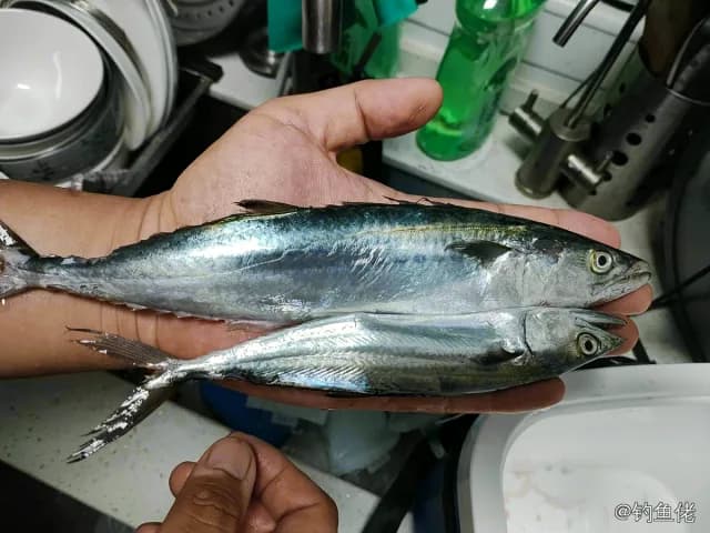 蓝点马鲛钓获 天津市 4.5kg