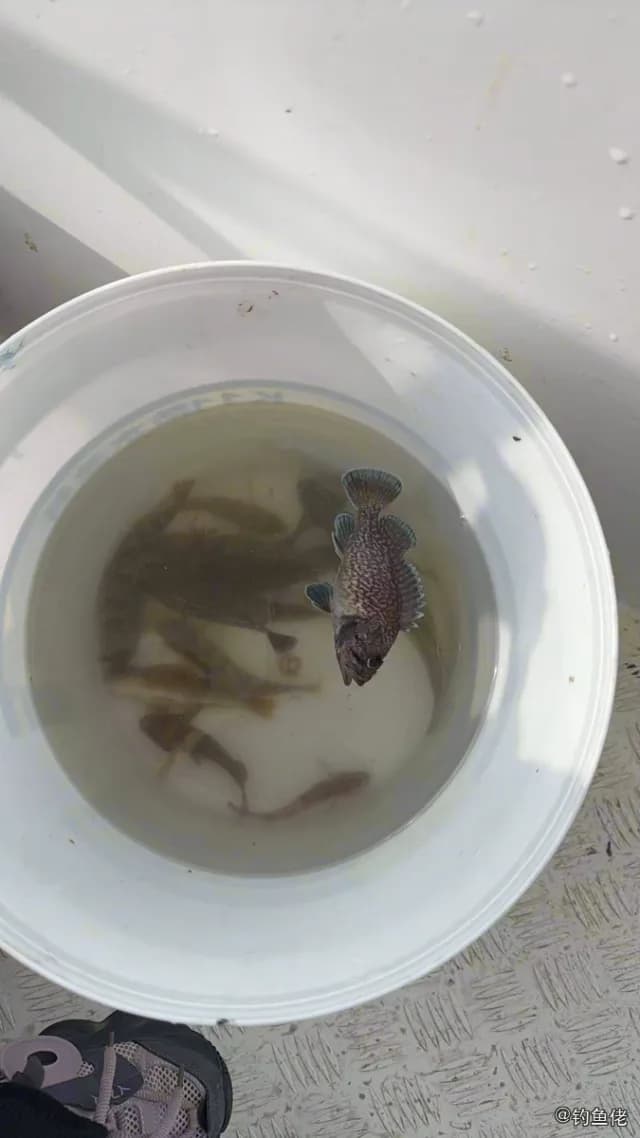 蓝鳍石斑鱼钓获 大连市 0.7kg