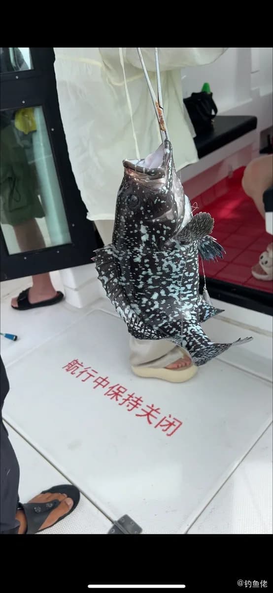 蓝鳍石斑鱼钓获 中华人民共和国 2.3kg