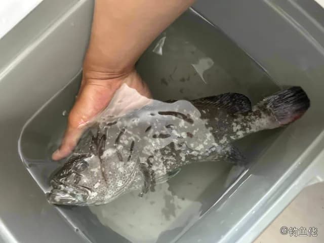 蓝鳍石斑鱼钓获 惠州市 2.5kg