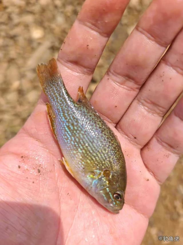 蓝太阳鱼钓获 毕节市 0.72kg